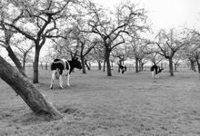 841061 Gezicht op een bloeiende boomgaard met koeien langs de Schalkwijksche Wetering te Schalkwijk (gemeente Houten).